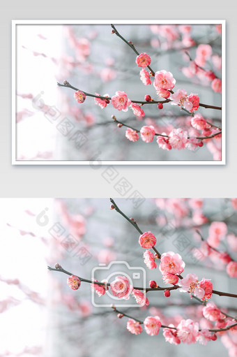 春天粉色花朵梅花花海图片