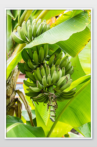 一串香蕉芭蕉摄影图