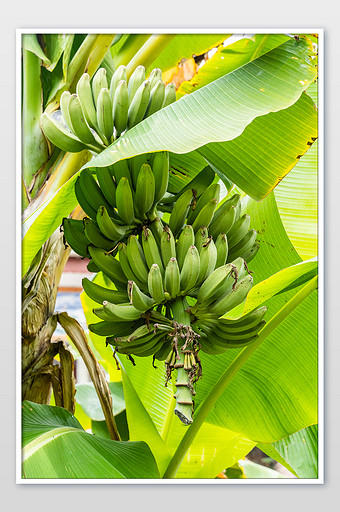 一串香蕉芭蕉摄影图