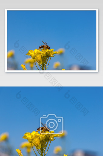 春天郊外油菜花上的蜜蜂图片
