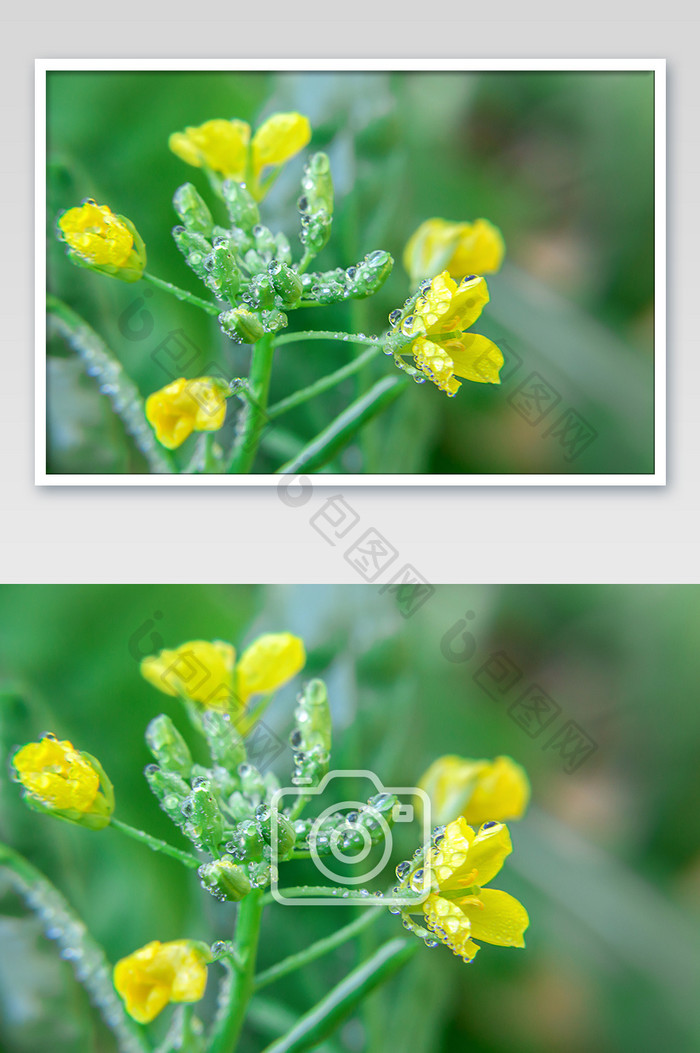 春天带雨露的油菜花