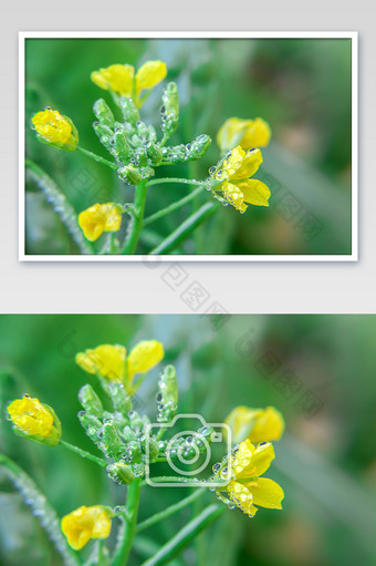 春天带雨露的油菜花图片