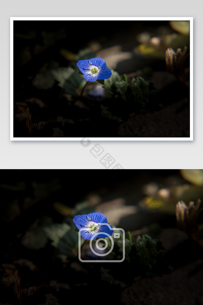 蓝色小野花摄影图图片图片