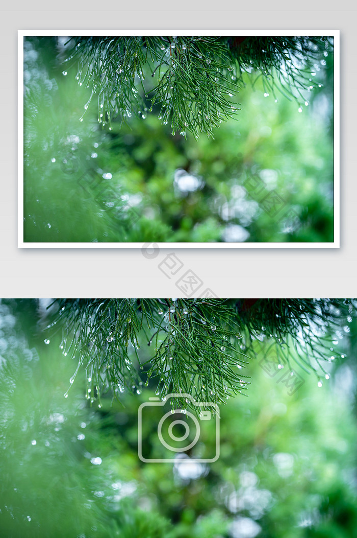 春天雨珠雨滴雨水