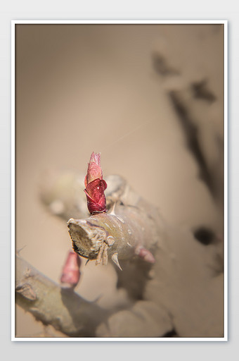 春天的树牙摄影图片