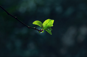 春天发芽树枝新叶暗调图片