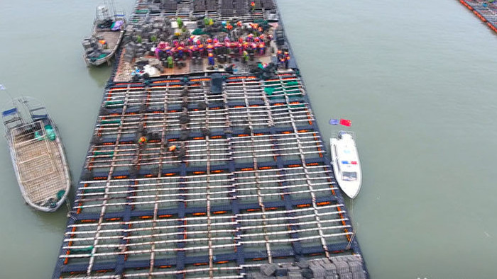 低角度航拍连江海上养殖鲍鱼分苗视频