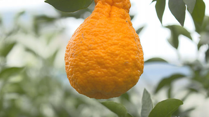 实拍四川丹棱县种植丑橘成熟视频