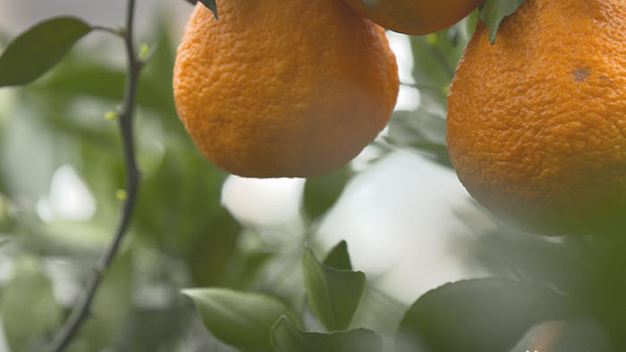 实拍四川丹棱县丑橘成熟上市视频