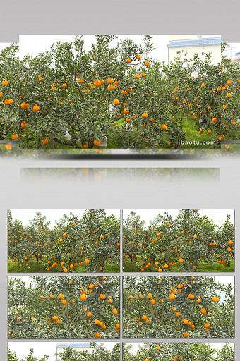 实拍丹棱县丑橘成熟丰收景象视频图片