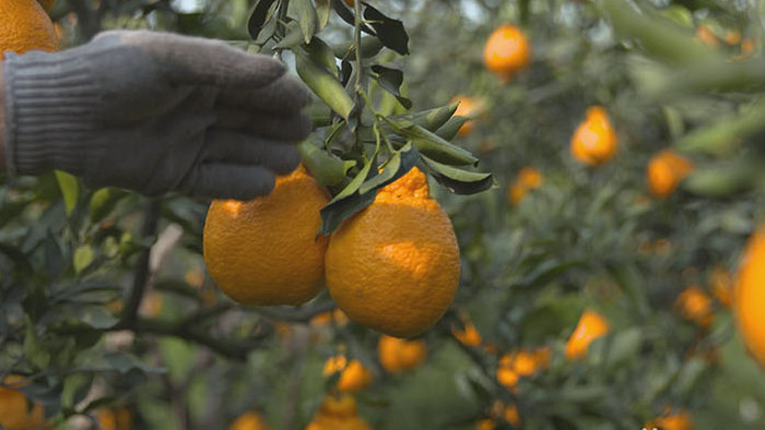 实拍丹棱丑橘果园成熟丰收情景视频