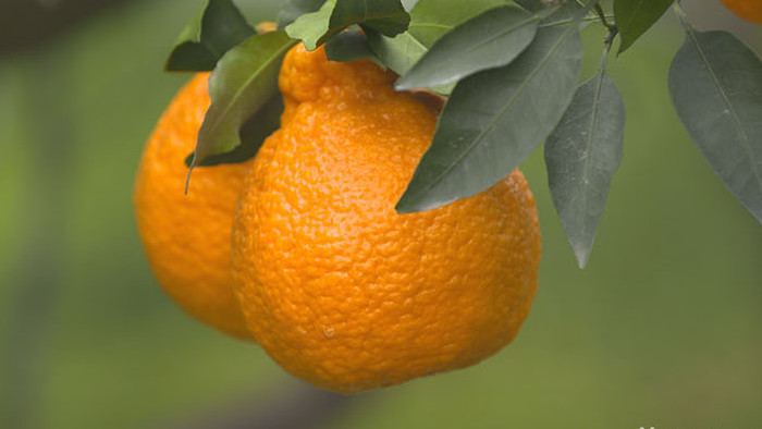 实拍四川丹棱丑橘果园两个漂亮的丑橘视频