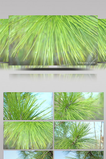 冬天的绿植物松枝松针实拍图片