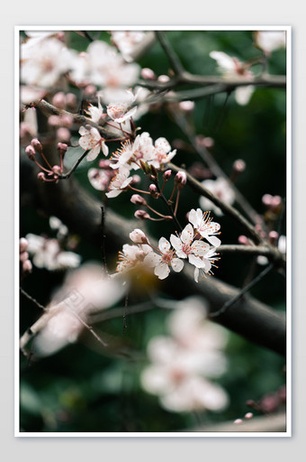 春天樱花树樱花盛开摄影图图片