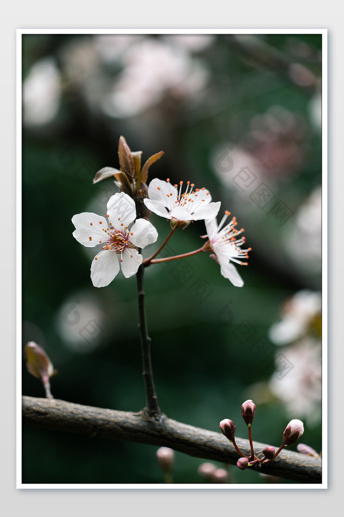 春天樱花发芽摄影图