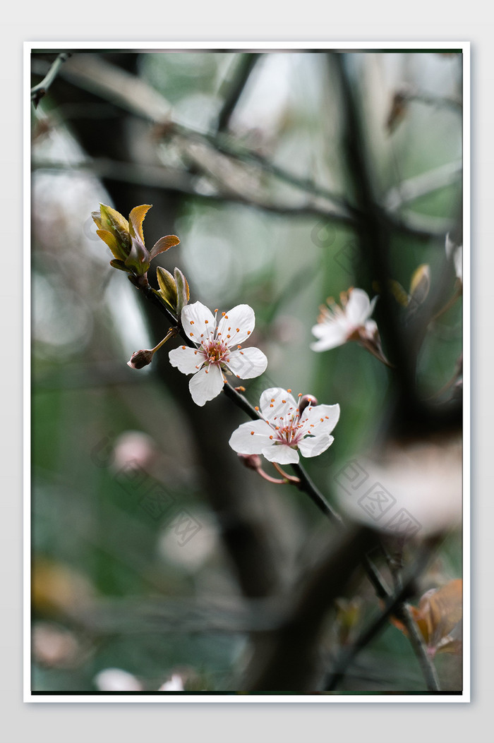 春雨过后樱花盛开花枝图