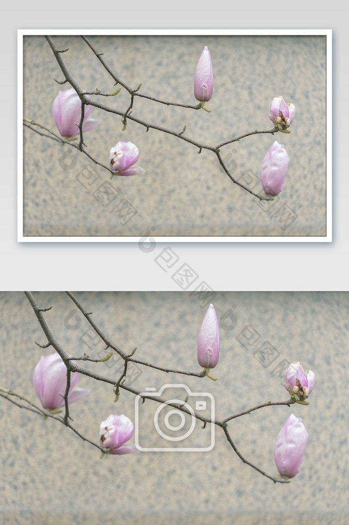 紫色玉兰花含苞待放摄影图