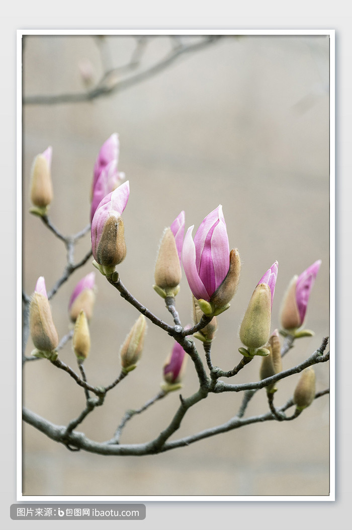 春天紫色玉兰花枝头背景图,包图网,图片,素材,模板,免费