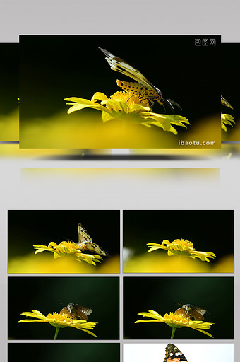 实拍蝴蝶吃花蜜4K视频图片