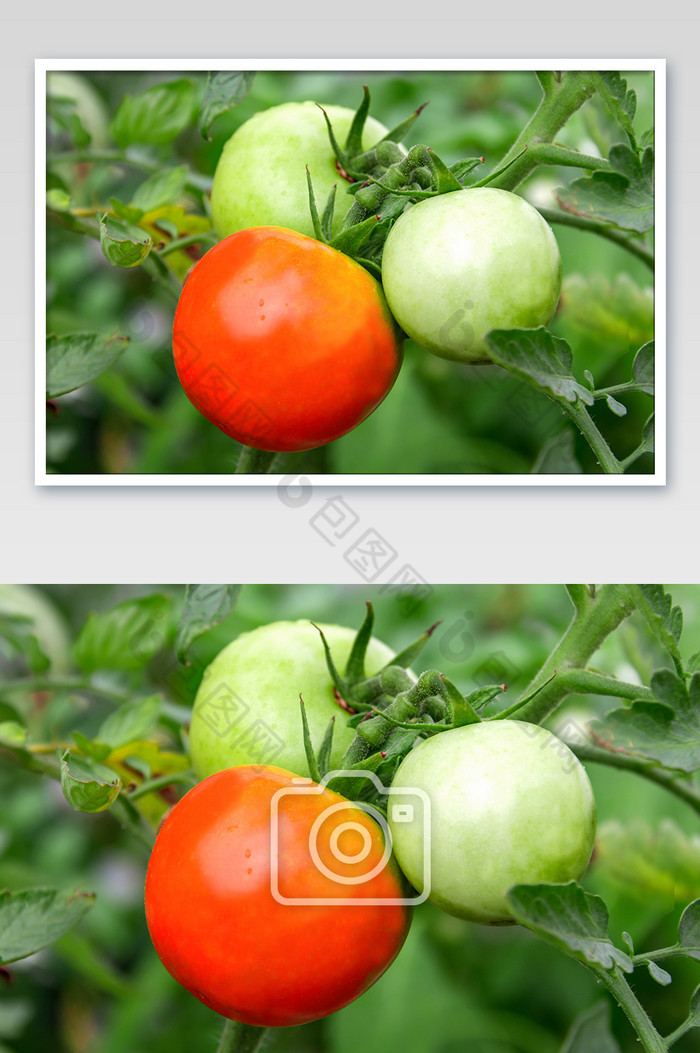 农田里生长的西红柿图片图片
