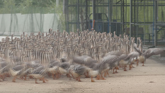 实拍人工养殖的大雁回家的壮观场面视频