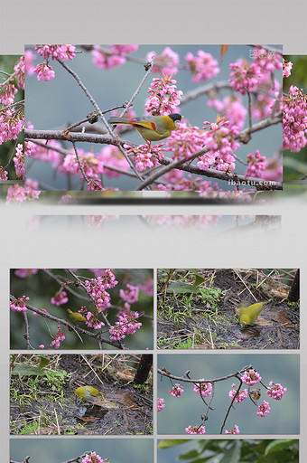 实拍山椒鸟吃樱花视频图片