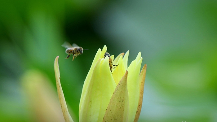 微距拍摄蜜蜂采花蜜视频