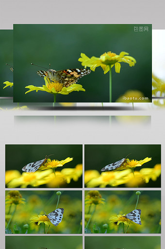 微距实拍蝴蝶吃花蜜视频图片