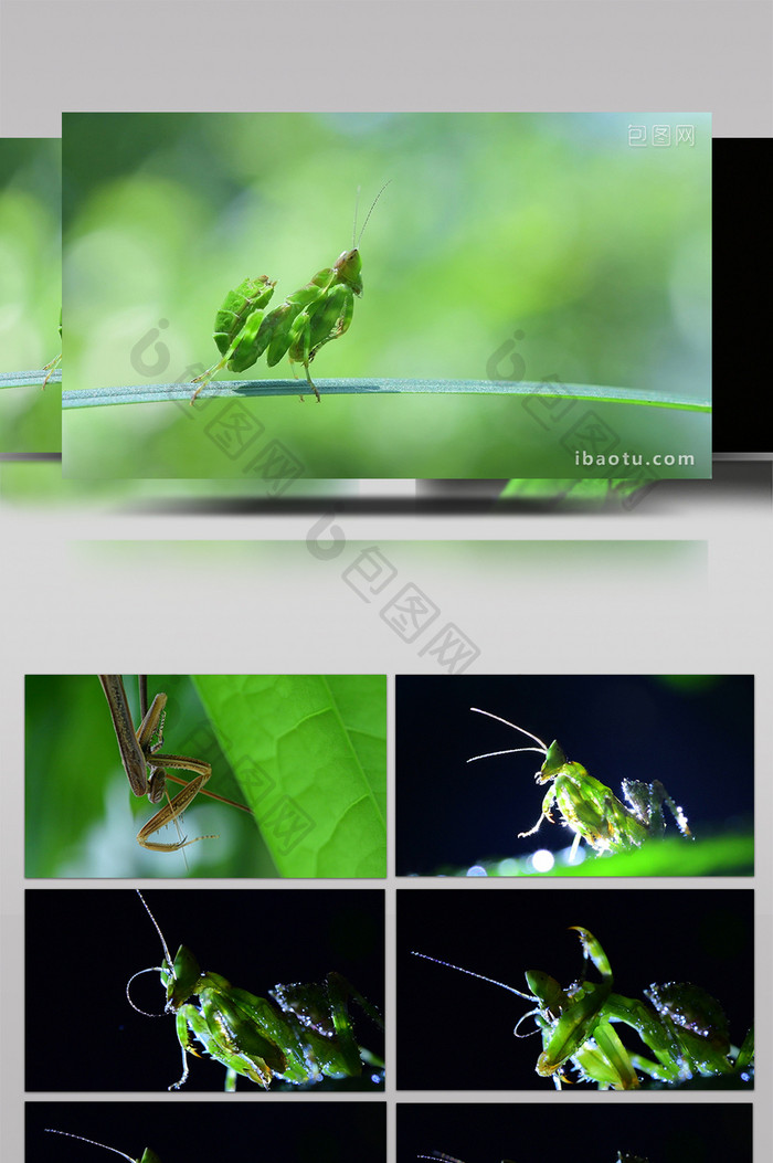 微距实拍螳螂捕猎4K视频