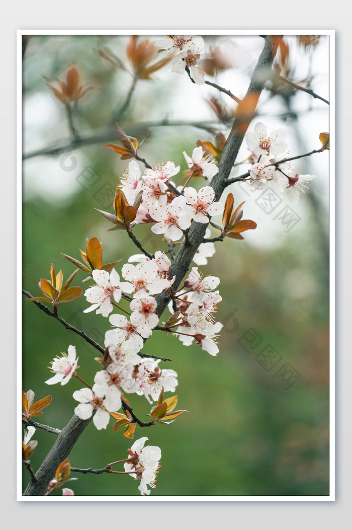 日系粉色樱花花枝摄影图