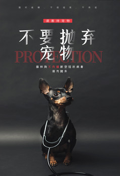 关爱流浪动物宠物领养公益广告海报模板