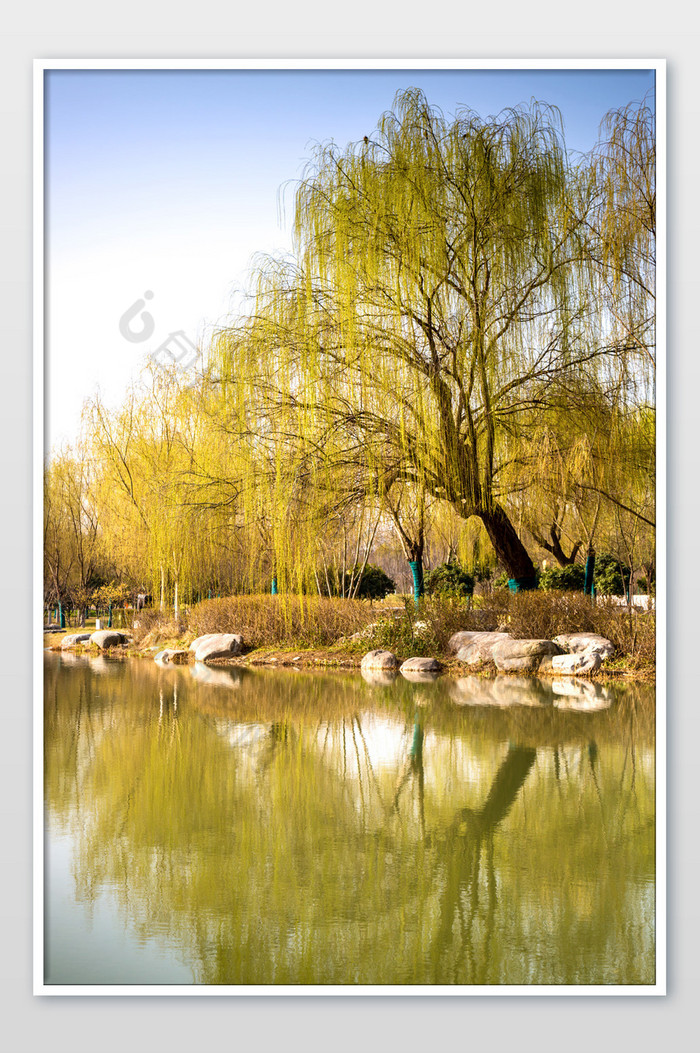 河边的柳树摄影图片图片
