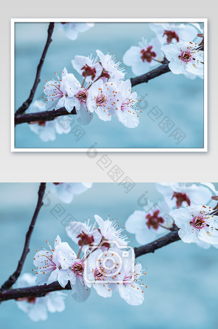 春天唯美白色小花朵红叶李
