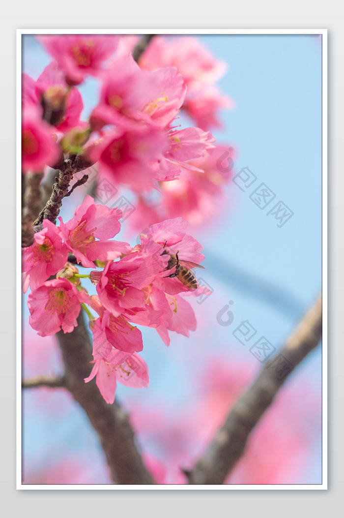 福州春天樱花里的蜜蜂摄影图片