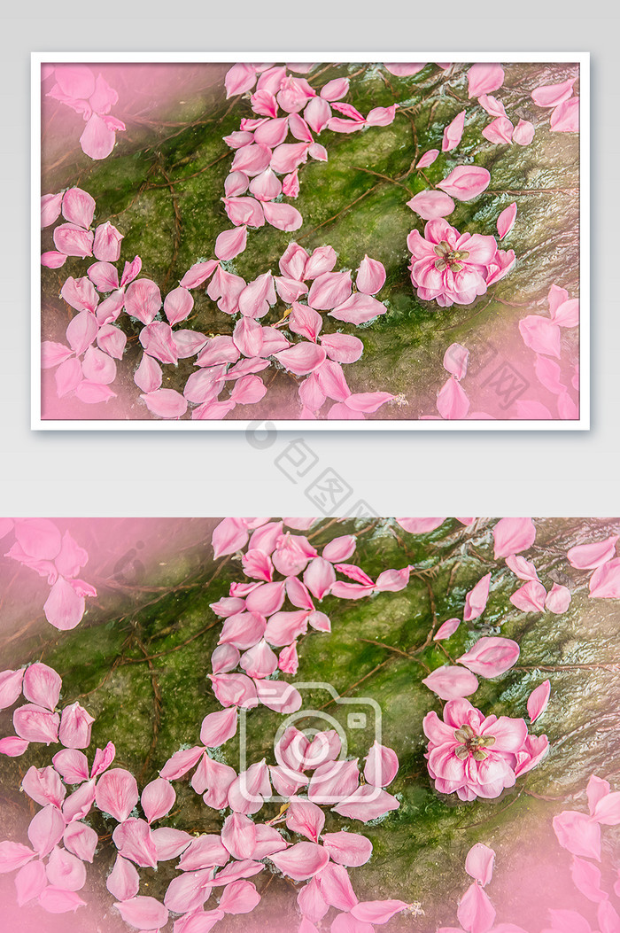 飘落的桃花瓣摄影图片