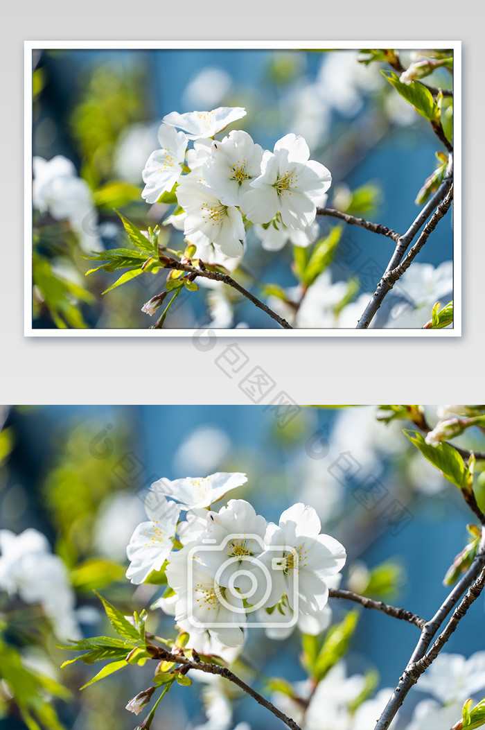 春天灿烂樱花摄影图