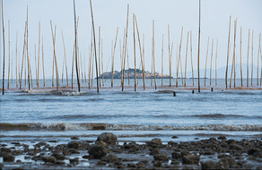 福建霞浦滩涂紫菜杆摄影图片