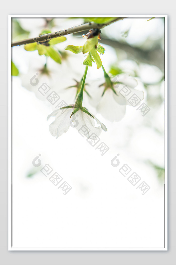 樱花树枝留白海报摄影图