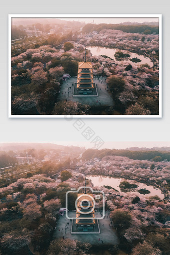 航拍武汉东湖樱花园摄影图片