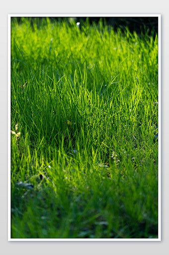 12m,素材类型为无,浏览本次作品的用户还可能对阳光,青草,草地,光斑