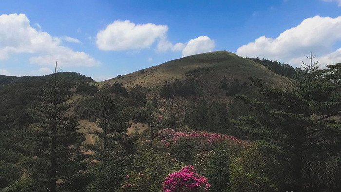 震撼航拍百草岭山峰杜鹃花高清视频素材