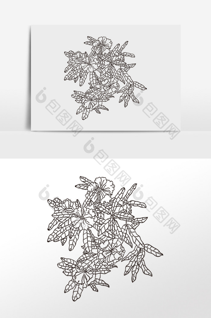 线描工笔牡丹植物花开