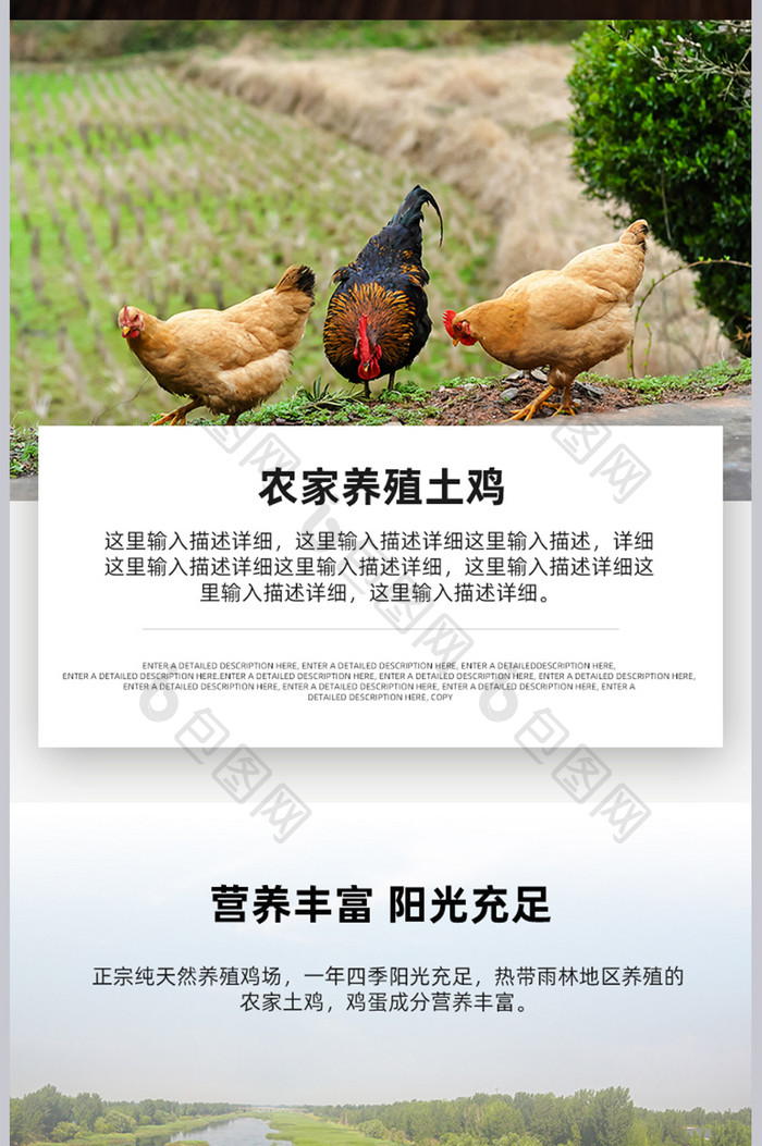 农家养殖土鸡鸡蛋美食营养绿色健康详情页