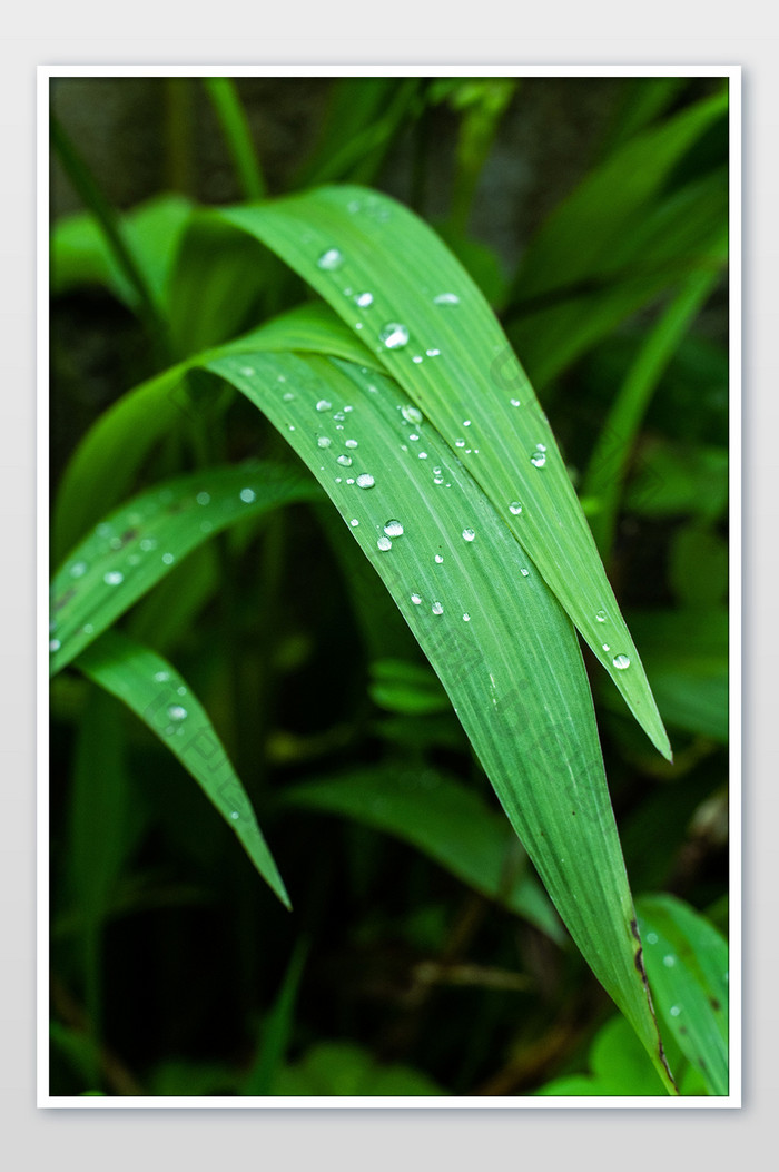 绿色植物上的水珠摄影图