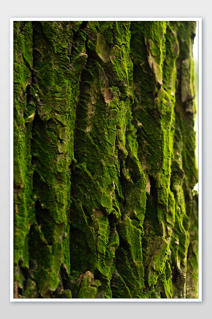 长满苔藓的树皮肌理摄影图