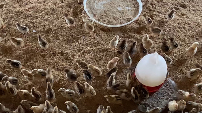 vlog生活养禽畜牧业基地拍摄小鸡