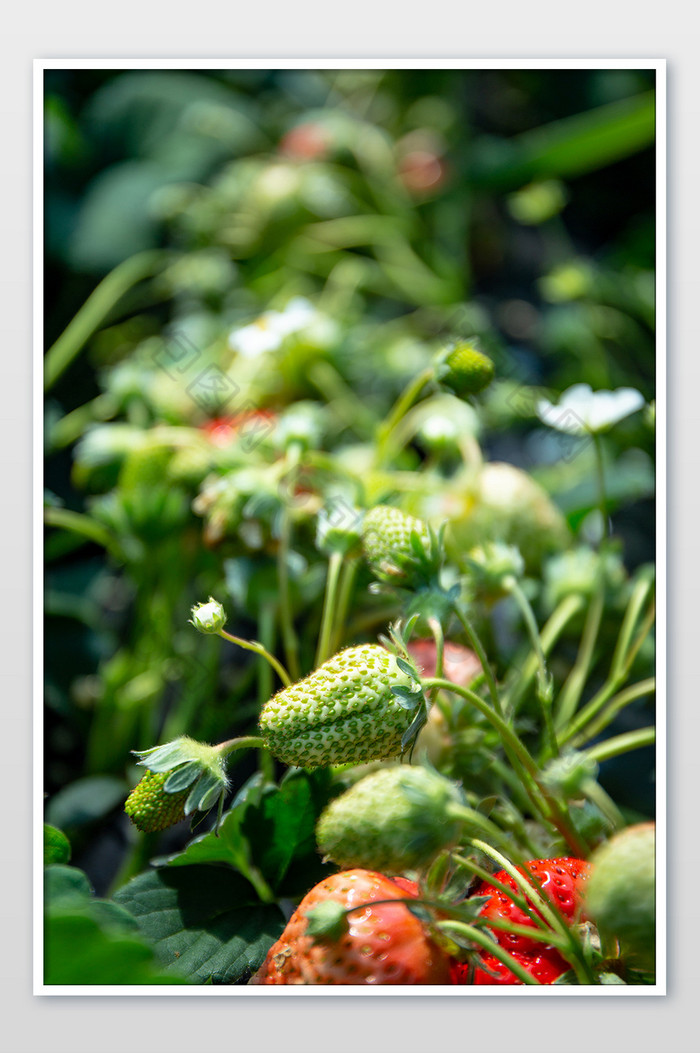 意境拍摄草莓采摘园图片图片