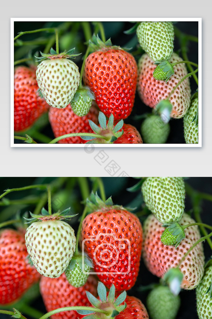 草莓采摘园里的草莓