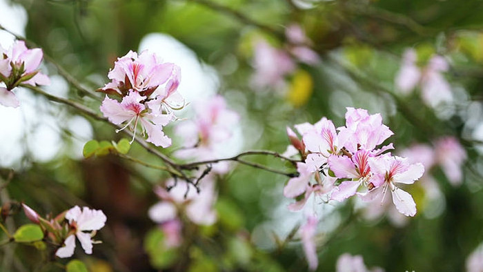 广西柳州紫荆花春天盛开实拍视频