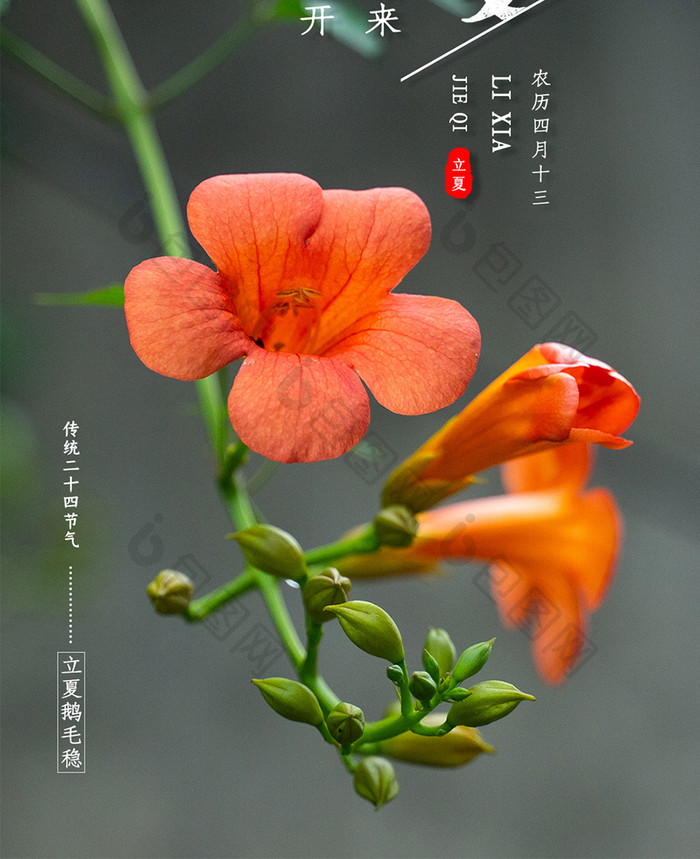 摄影风格黄色凌霄花立夏手机海报